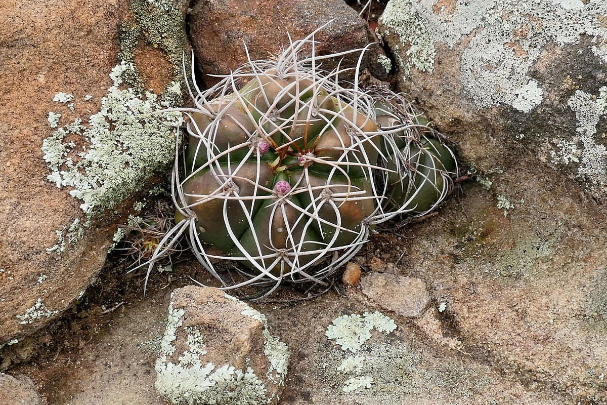 G. fleischerianum VoS 3700